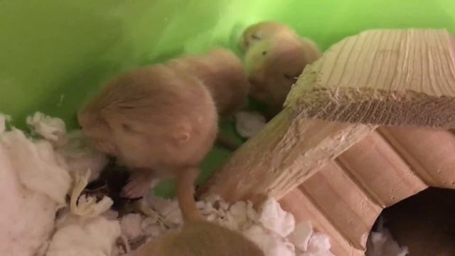 Маленькие песчанки кушают??? смотреть онлайн