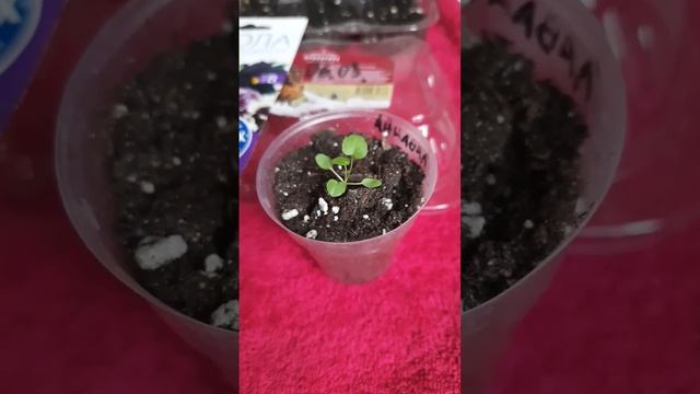 Виола махровая,бахромчатая Эксклюзивная смесь. #виола #рассада #shorts смотреть онлайн