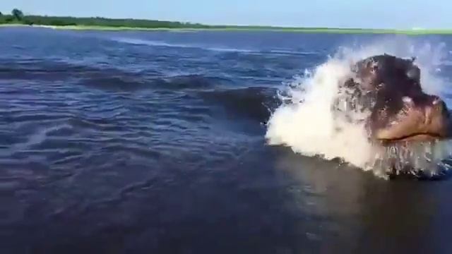 бегемотик / Hippo