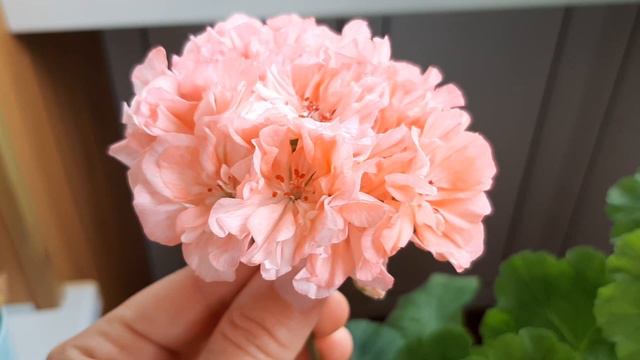 ТОП самих цветущих пеларгоний. И мое новое приобретение! смотреть онлайн