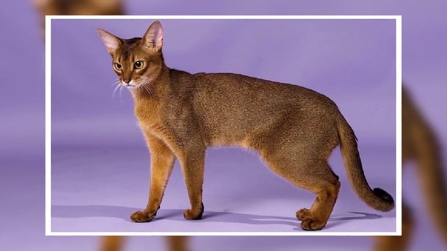 10 Самых Опасных Пород Кошек в Мире