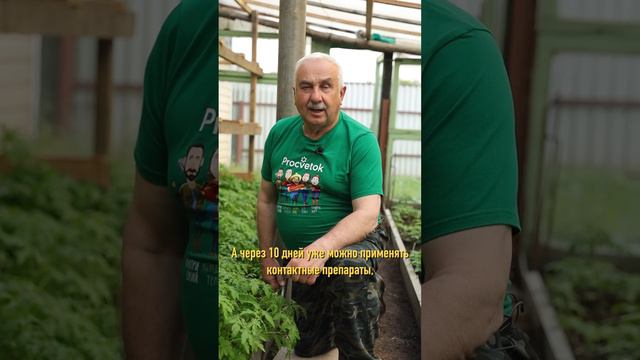 Фитофтора проявляется уже сейчас! Обработайте томаты смотреть онлайн