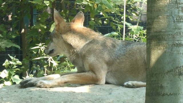 ZOO Zagreb - Croatia / Zoološki vrt Zagreb ▶4K смотреть онлайн