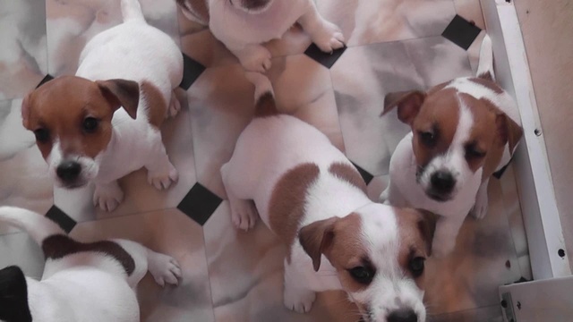 Щенки Джек Рассел терьера смотреть онлайн