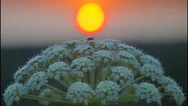 Есть Ритм Космоса Извечный смотреть онлайн