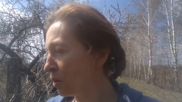 Как нарастить забор для девичьего винограда