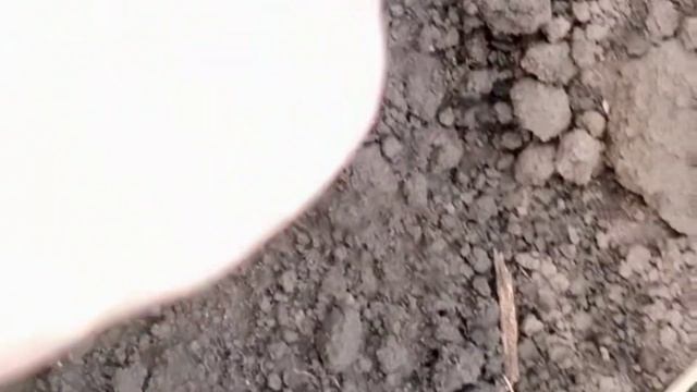 Как живут в русской деревне/сею огурцы в открытый грунт сухими семенами .