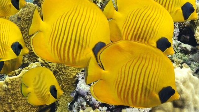 Джо Диспенза — Два подхода к медитации смотреть онлайн