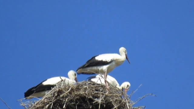 Stork bird song, call, sound, voice, noise, flying. Stork Nest live - family, home, house. Nature смотреть онлайн