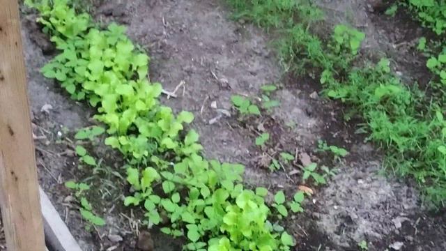 Круговий посів в теплиці.#моє господарство,Ми з України. смотреть онлайн