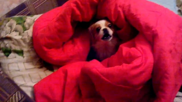 Наша собачка Зязя. Пекинес Lovely Pekingese смотреть онлайн