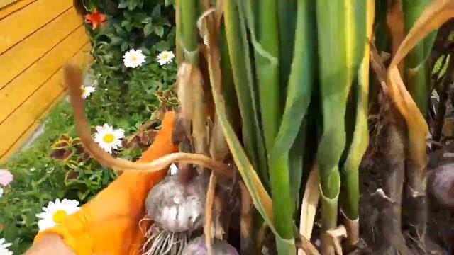 Чеснок озимый убран с гряд, что дальше???? смотреть онлайн