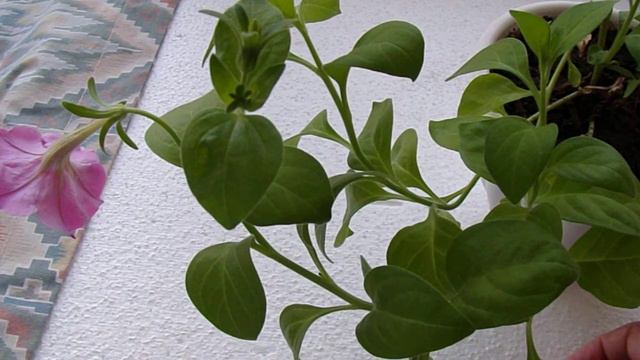 ПЕТУНЬЯ ИЗ СЕМЕЧКИ смотреть онлайн