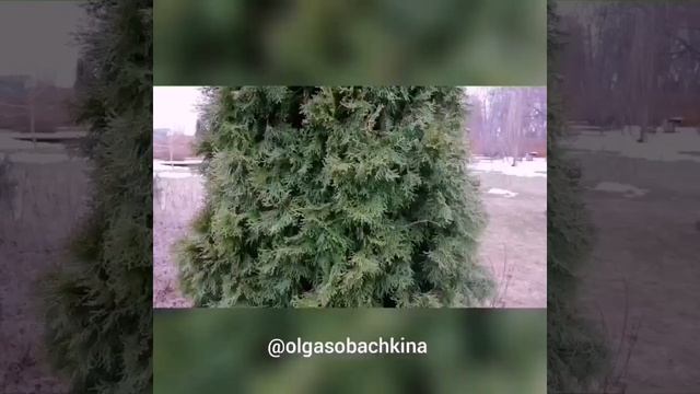 Чистка туй смотреть онлайн