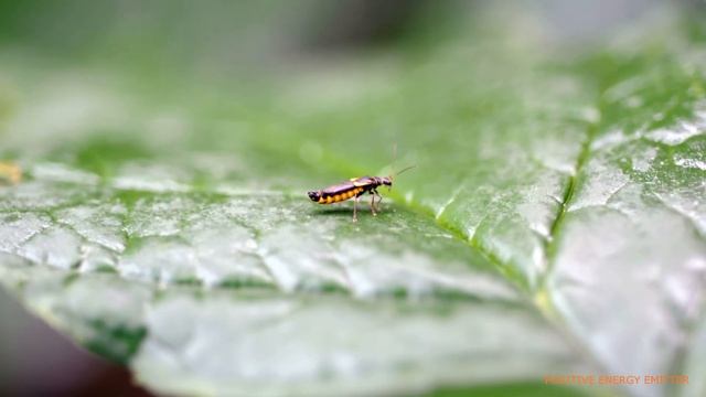 Who of us today was not involved in photographs? Therapeutic Photos Nature.