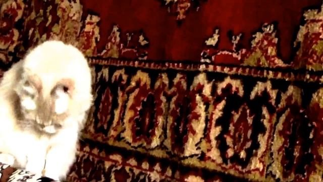 Видео о кошках.мои кошки. Рыжая. часть 6 смотреть онлайн