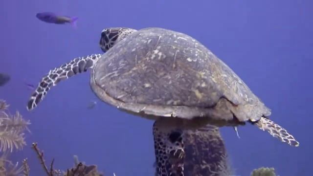 КАКОГО ЦВЕТА МИР В ГЛАЗАХ ЖИВОТНЫХ? смотреть онлайн