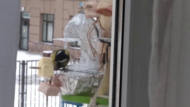 Синицы пробуют сливочное масло смотреть онлайн