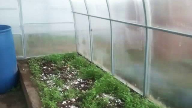 Посадка перца в парник -2 видео смотреть онлайн