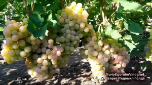 ? Скоро!  Почему Ридомил Голд будет полностью запрещен в Европе уже в феврале? А как у нас?