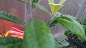 Мушмула японская/описание растения/секреты выращивания! #анапа #сад #море #растения