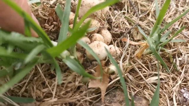 Setas Coprinus Micaceus Vivas смотреть онлайн
