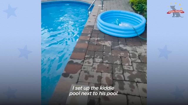 Pittie Loves Swimming In His Pool But Detests Taking Baths | The Dodo Pittie Nation смотреть онлайн