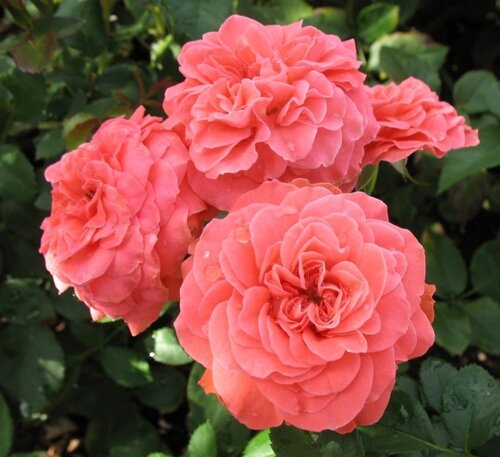 РОЗЫ. Маленькие секреты. смотреть онлайн