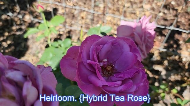 Розы. Какие сорта растут в нашем саду. смотреть онлайн