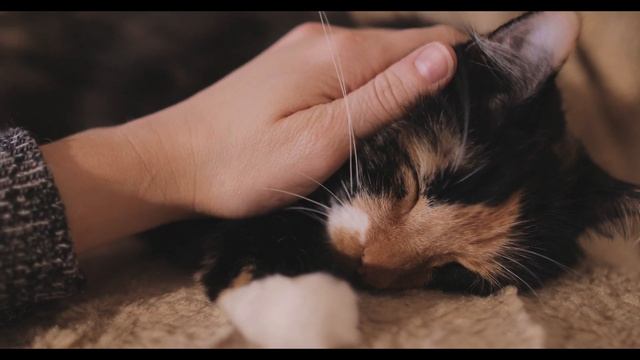 Petting My Cats for 20 Minutes смотреть онлайн