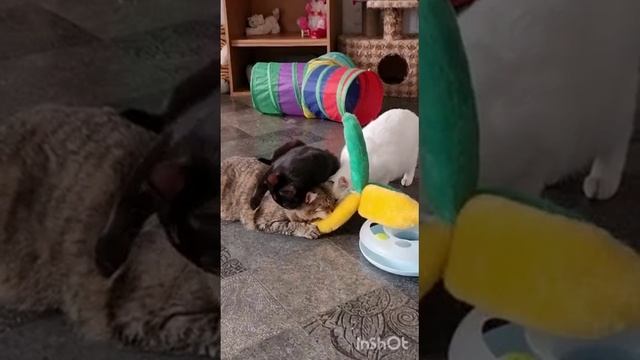 То, как наши детки друг друга любят, невозможно описать словами ? Лучше один раз увидеть ? смотреть онлайн