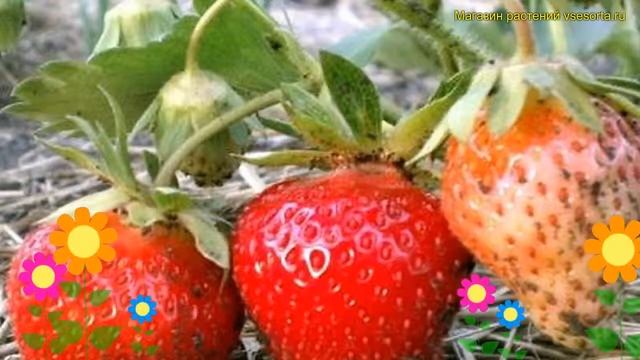 Земляника садовая Ароза. Краткий обзор, описание характеристик fragaria ananassa Ароза смотреть онлайн