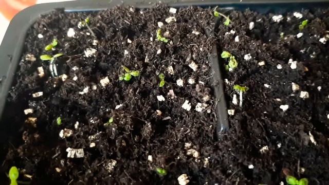 АММОБИУМ выращивание из семян, пикоровка через месяц в 2 листа! смотреть онлайн