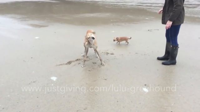 Lulu the Greyhound Falls Over смотреть онлайн