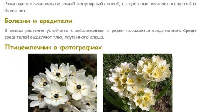 Птицемлечник. Красивые растения для дома и сада. смотреть онлайн