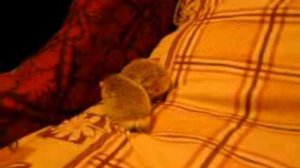 Секс у ежиков