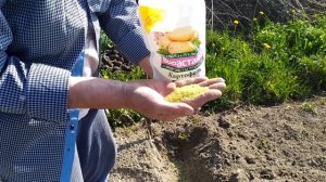 #Посадка картофеля по методу природного земледелия#