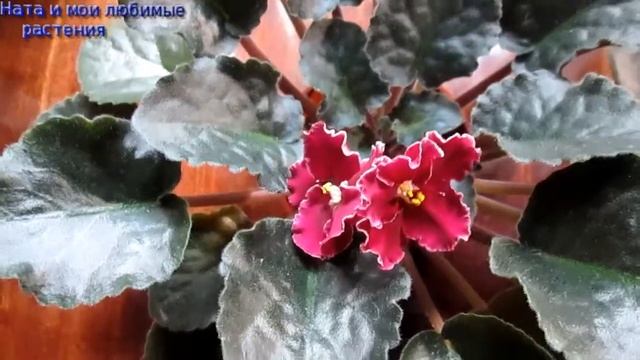 Первое цветение фиалки РС-Герцогиня // Какие цвета фиалок предпочитаю сегодня смотреть онлайн