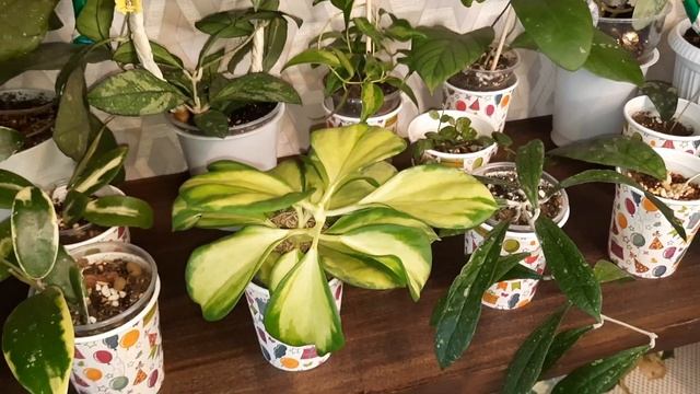 /Обзор комнатных растений на новых полках и стеллажах/?? смотреть онлайн