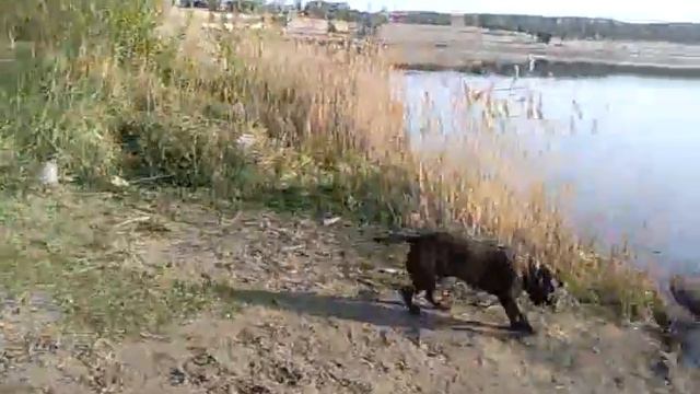 Питбуль играется с дворнягой смотреть онлайн
