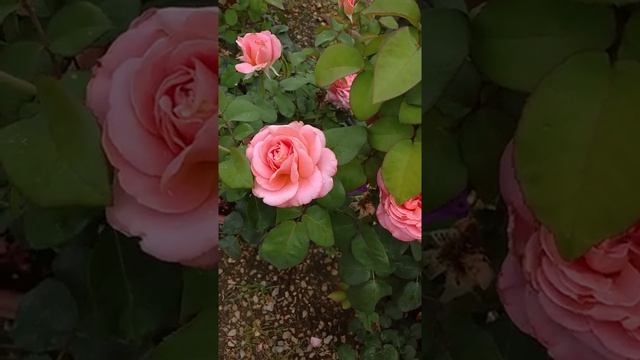 Роза чайно-гибридная “Мадемуазель Мейян” или “Mademoiselle Meilland” смотреть онлайн