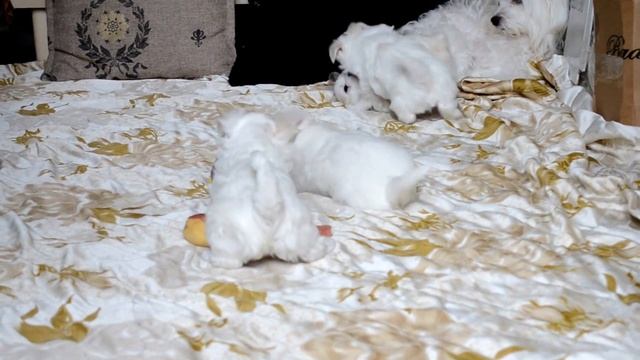 Цуценята Мальтійської болонки / Щенки Мальтезе (Івано-Франківська обл., м. Калуш) смотреть онлайн