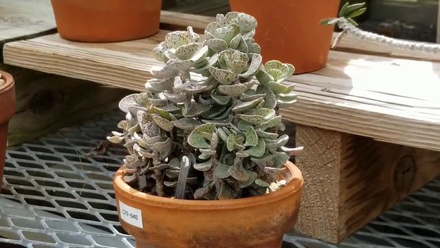 KALANCHOE RHOMBOPILOSA 'PIES FROM HEAVEN' SUCCULENT PLANT - MADAGASCAR