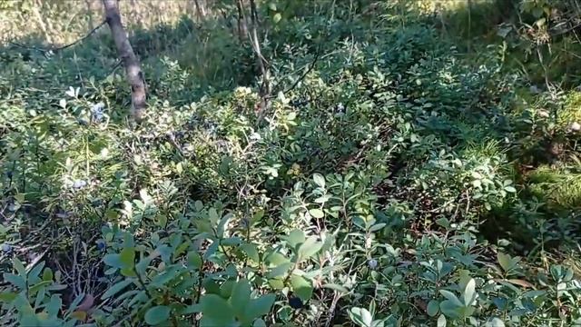 репеллент Аргус.Обзор и тестирование смотреть онлайн