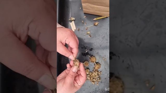 Sowing Scabiosa Stellata Sternkugel From Home Saved Seeds.