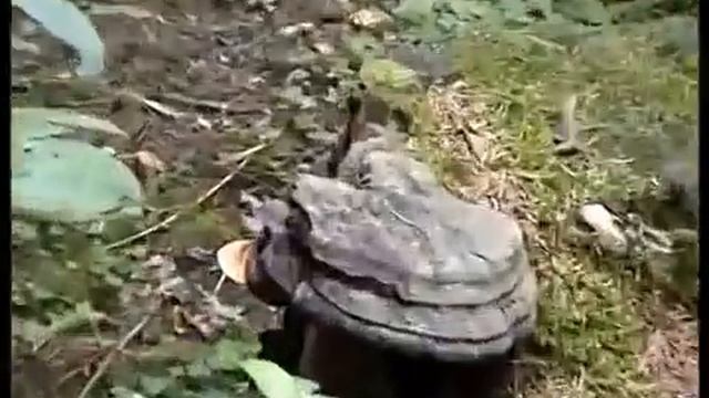 Полезные растения нашего леса. Чистотел. Трава смотреть онлайн