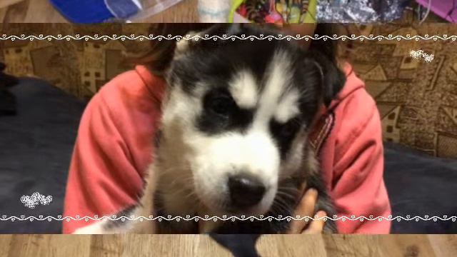 Любим животных смотреть онлайн