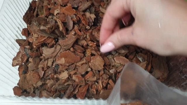 ПЕРЕСАДКА орхидеи ПОСЛЕ ПОКУПКИ орхидей смотреть онлайн