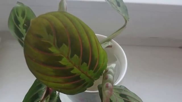 Как успешно размножить Маранту? Размножение Маранты в домашних условиях. смотреть онлайн