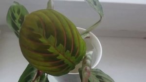 Как успешно размножить Маранту? Размножение Маранты в домашних условиях.